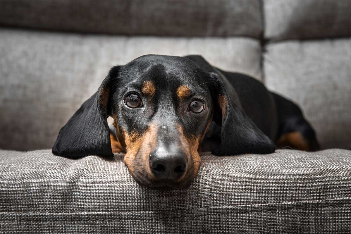 Dachshund